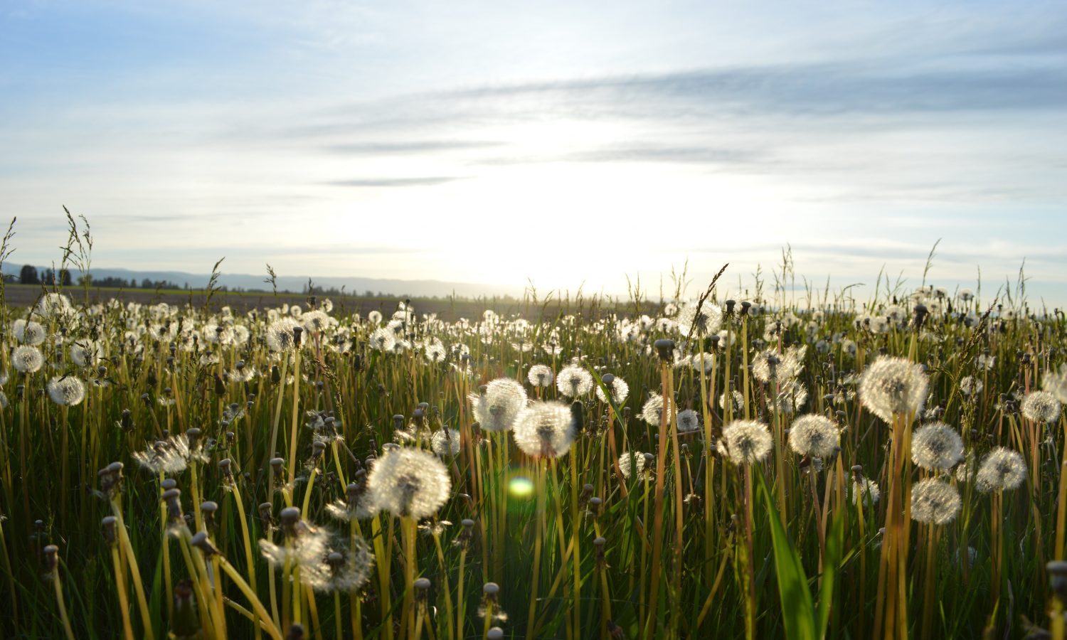 Dandelions