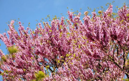 Judas Tree