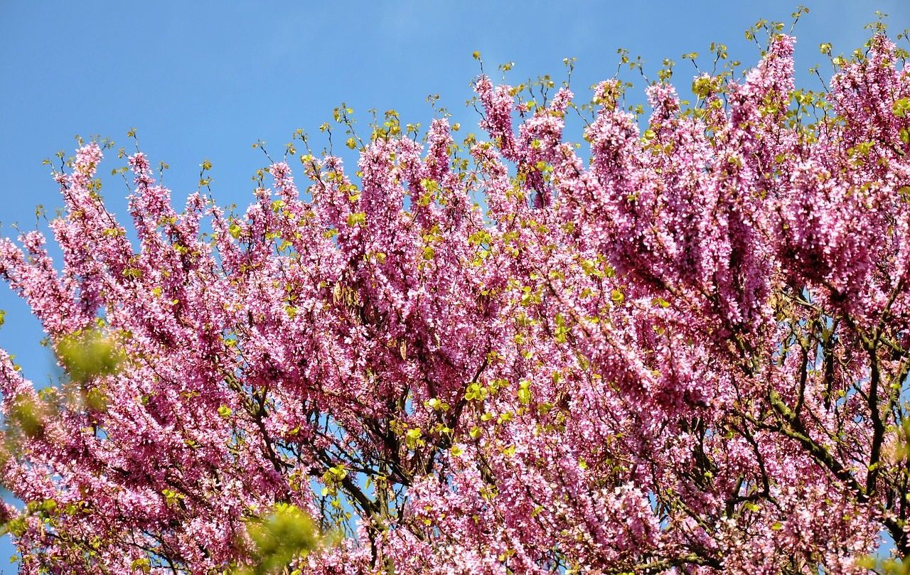 Judas Tree