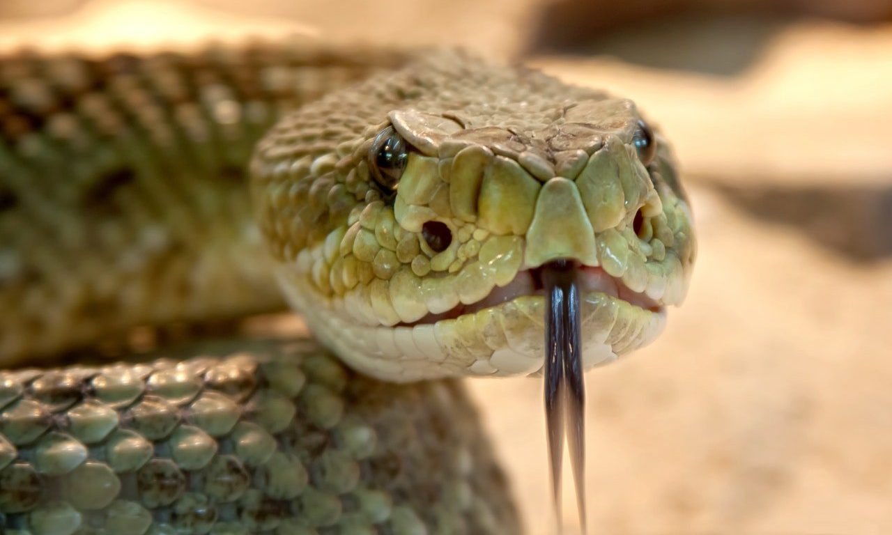 Snake