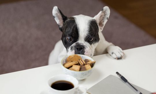 white-dog-with-black-spots-two-paws-on-table