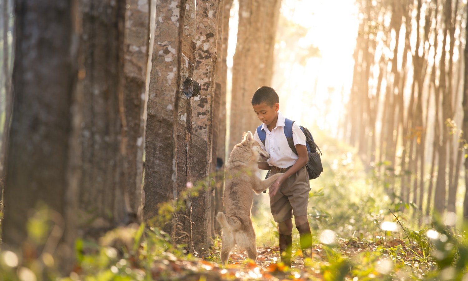 boy-shows-love-for-animals