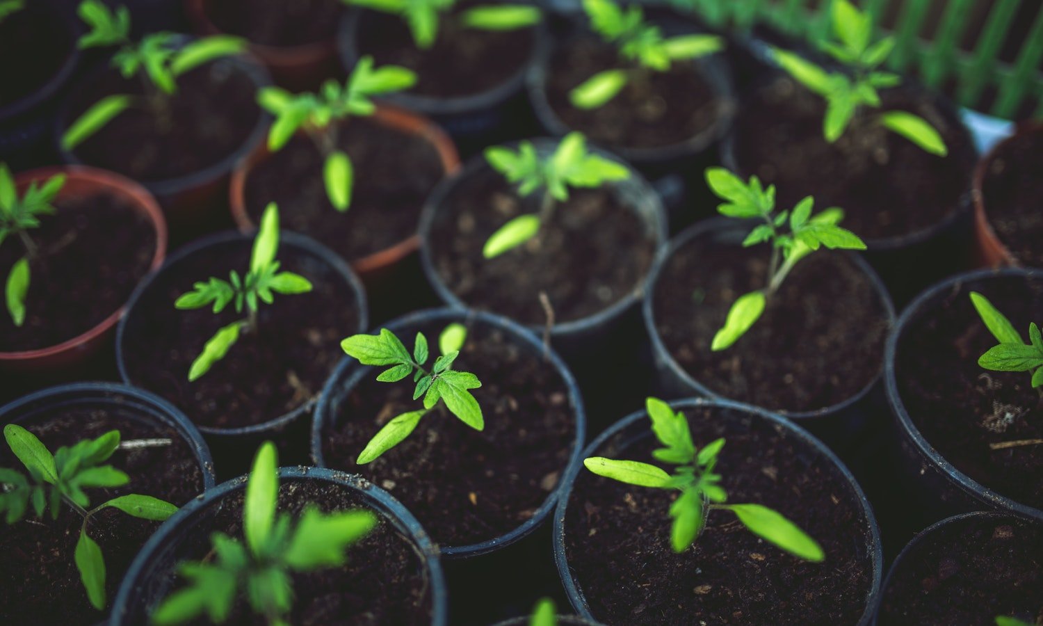 little-tomato-plants-are-not-mature-yet