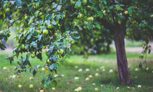 healthy-apple-summer-garden