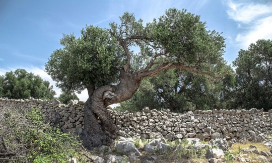 Does God save only Israel or all nations?