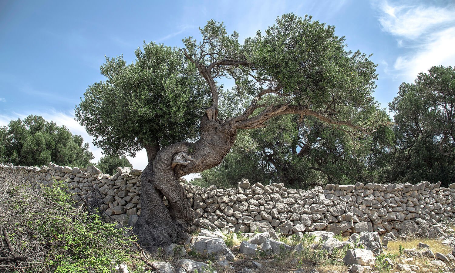 Does God save only Israel or all nations?
