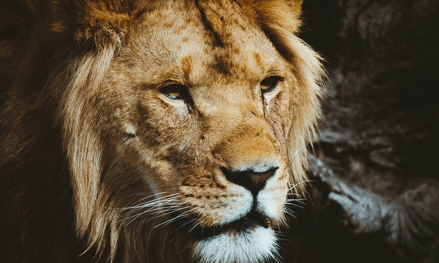 What does the “the lion will lay down with the lamb” mean?