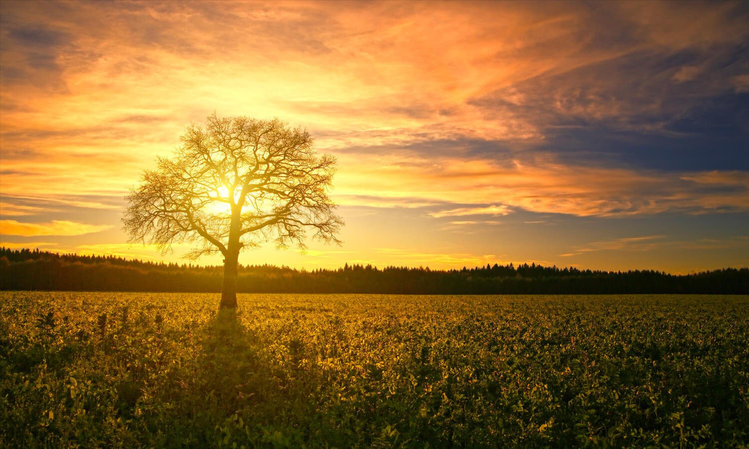 Is the fruit of the “Tree of the Knowledge of Good and Evil” literal or figurative?