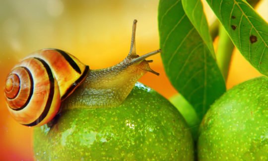 The fruit of the Spirit_ patience