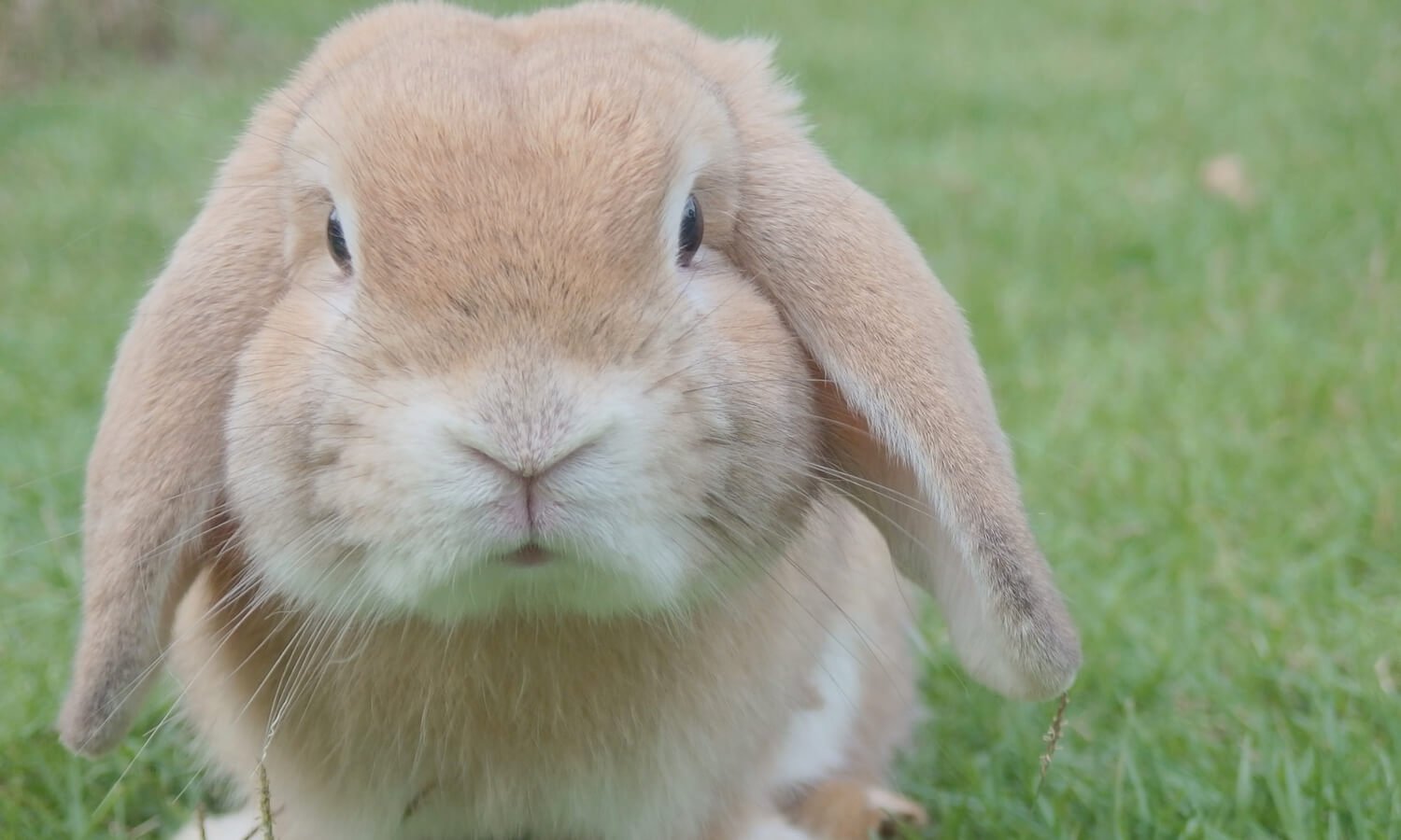 What do we celebrate at Easter
