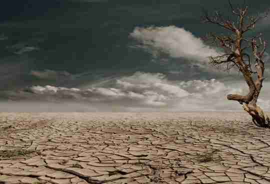 photo-of-brown-bare-tree-on-brown-surface-during-daytime-