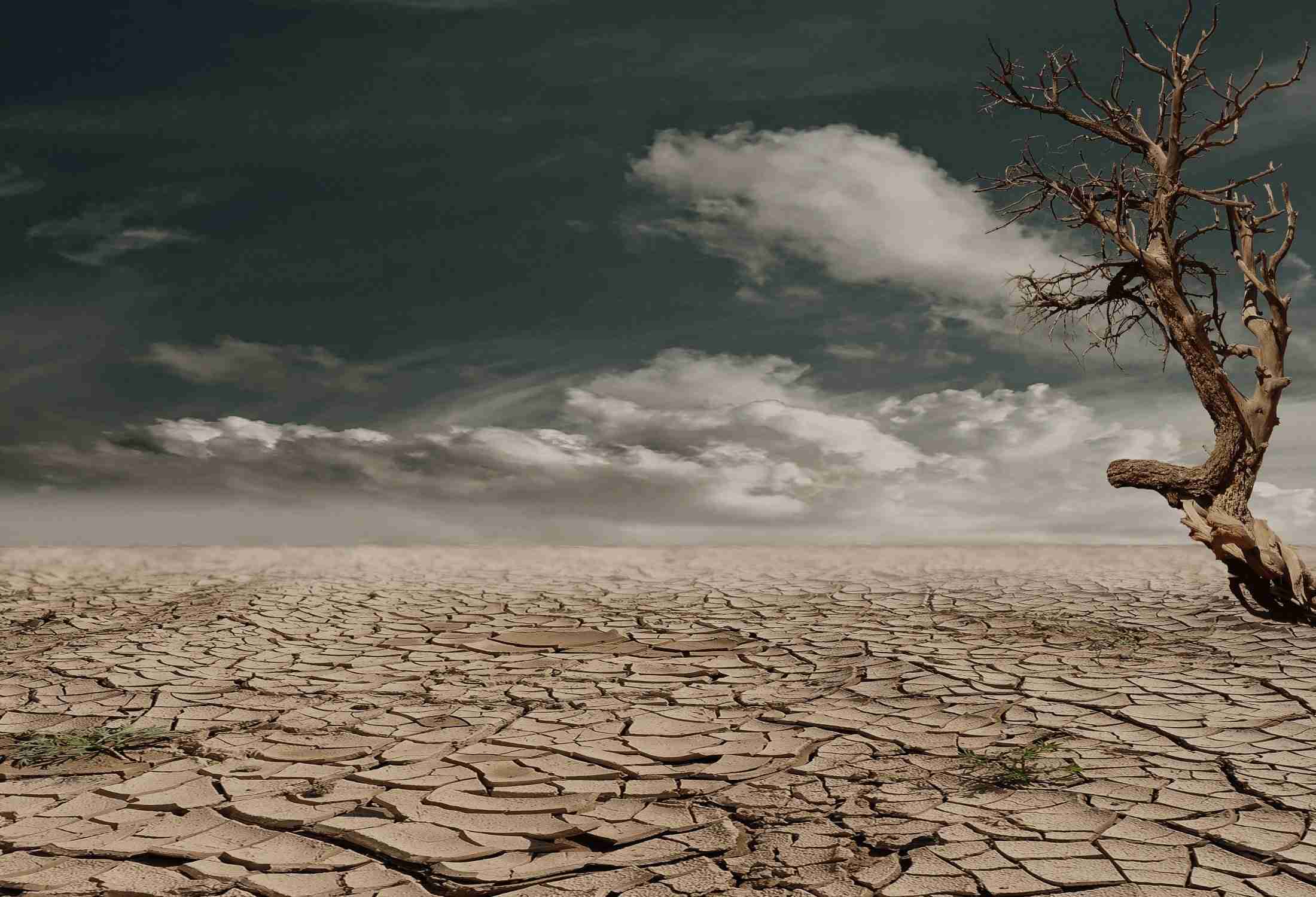 photo-of-brown-bare-tree-on-brown-surface-during-daytime-