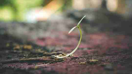 shallow-focus-of-sprout
