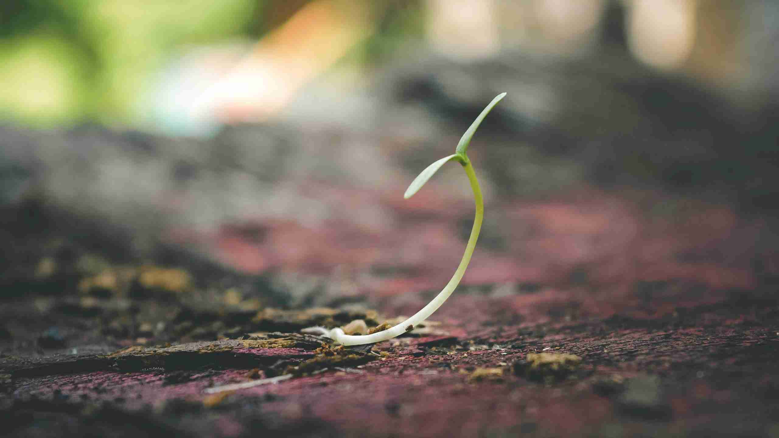 shallow-focus-of-sprout