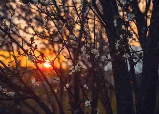 white-tree-blossoms-under-golden-sun