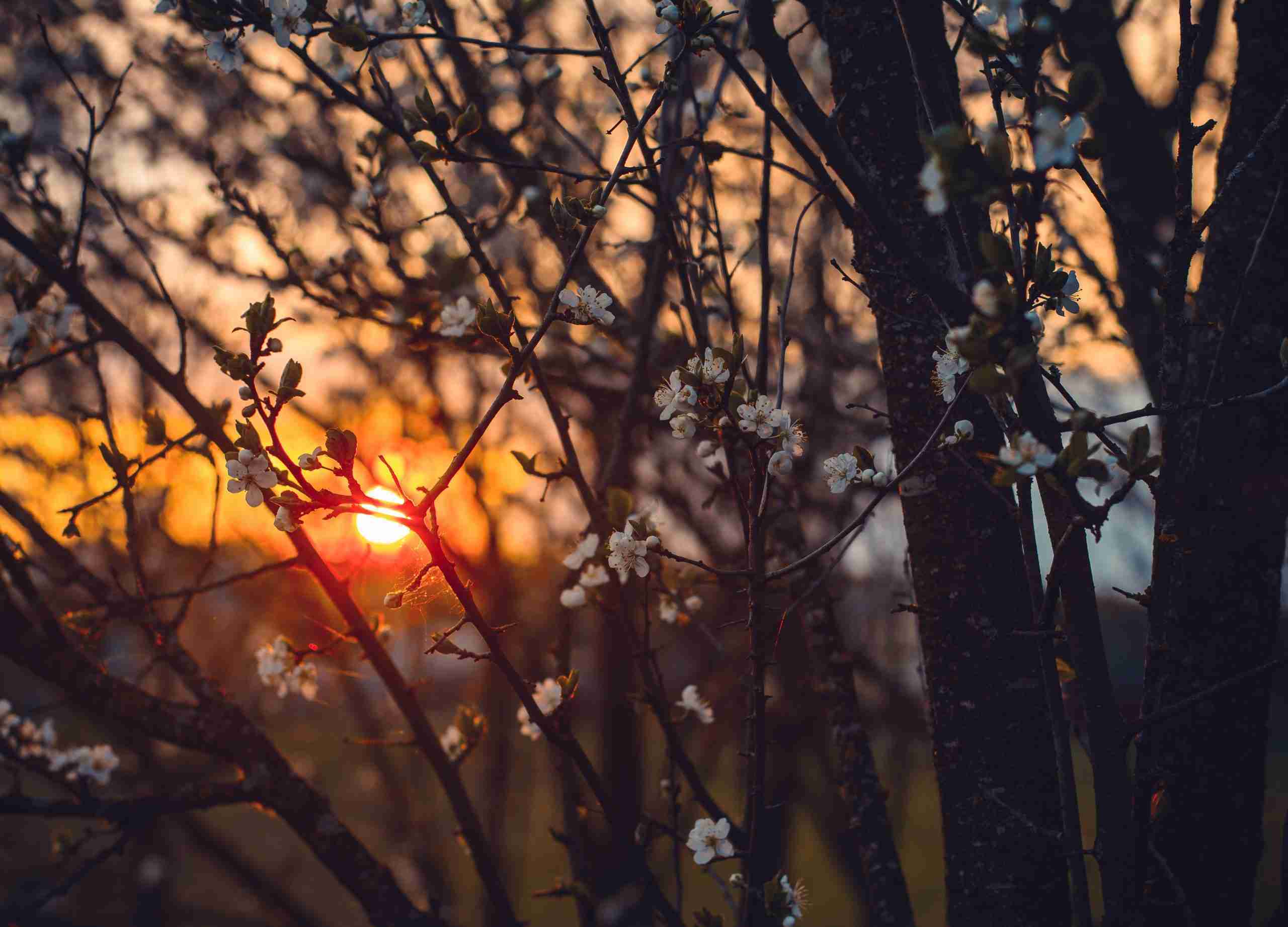white-tree-blossoms-under-golden-sun