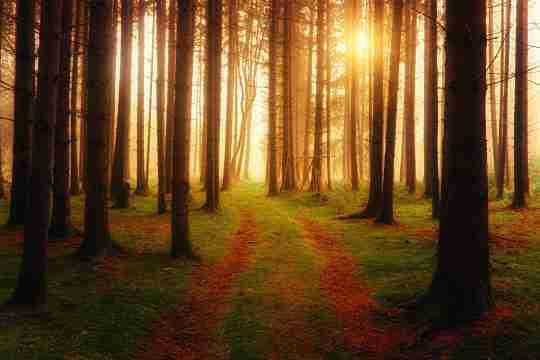 landscape-photography-of-forest