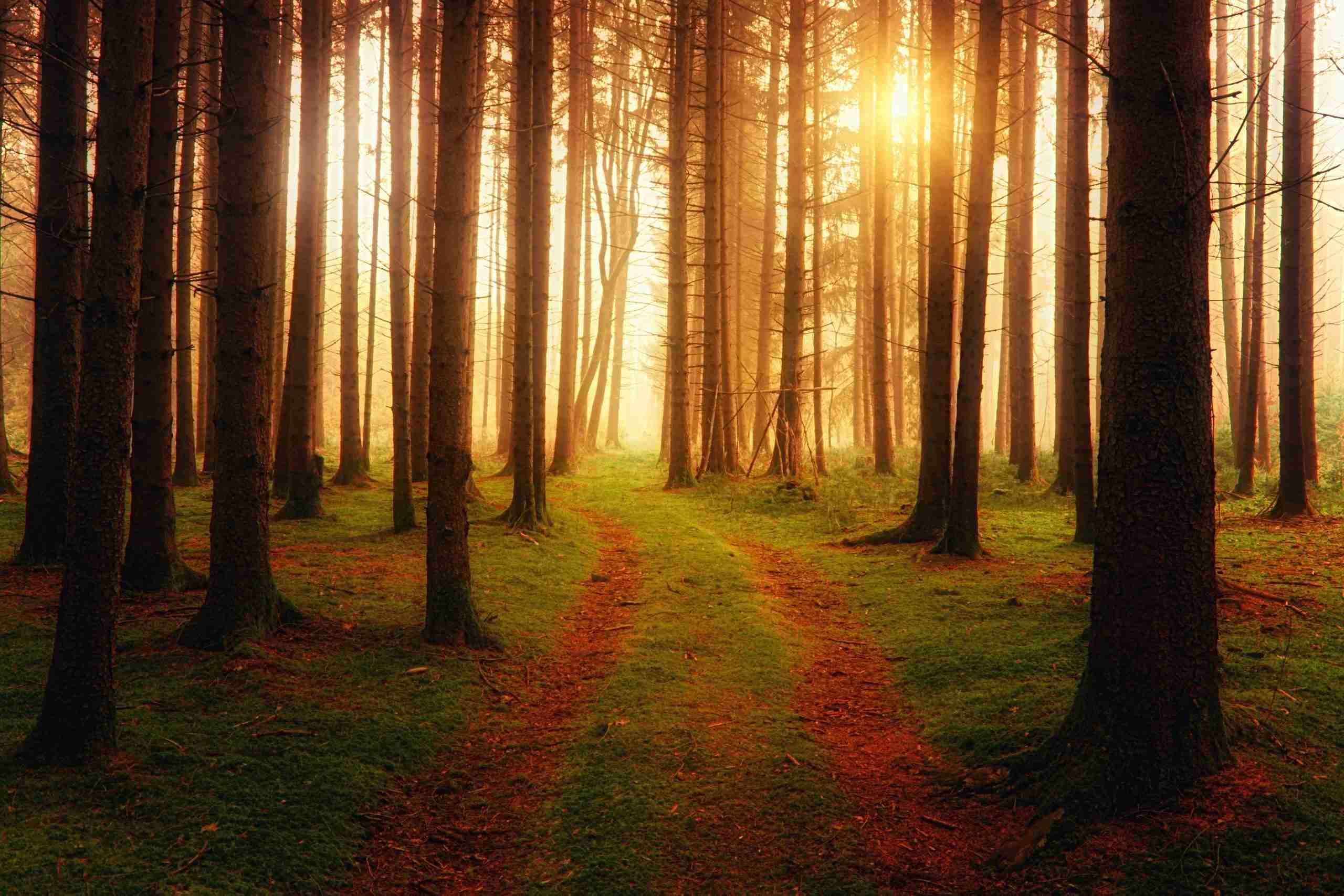 landscape-photography-of-forest