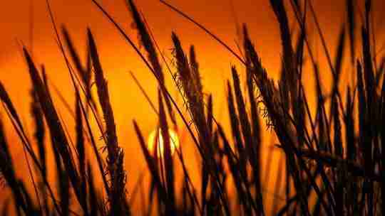 silhouette-photo-of-wheat-plants