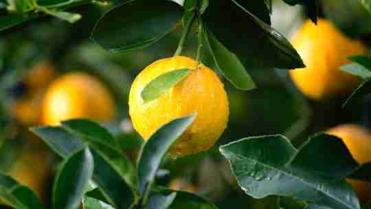 shallow-focus-photography-of-yellow-lime-with-green-leaves
