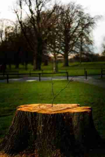 brown-wooden-log-on- green-grass-field- during-daytime