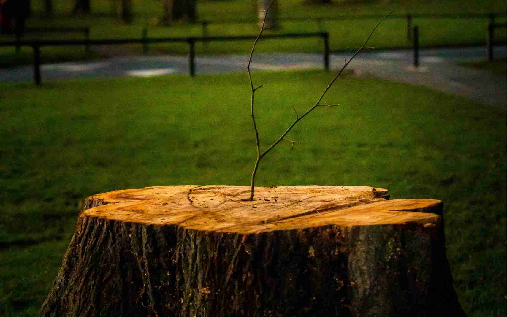 brown-wooden-log-on- green-grass-field- during-daytime