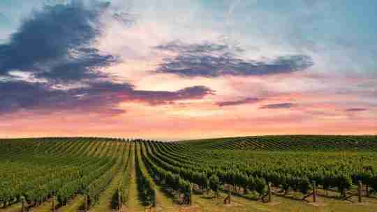 green-grape-field-under-cloudy-sky-