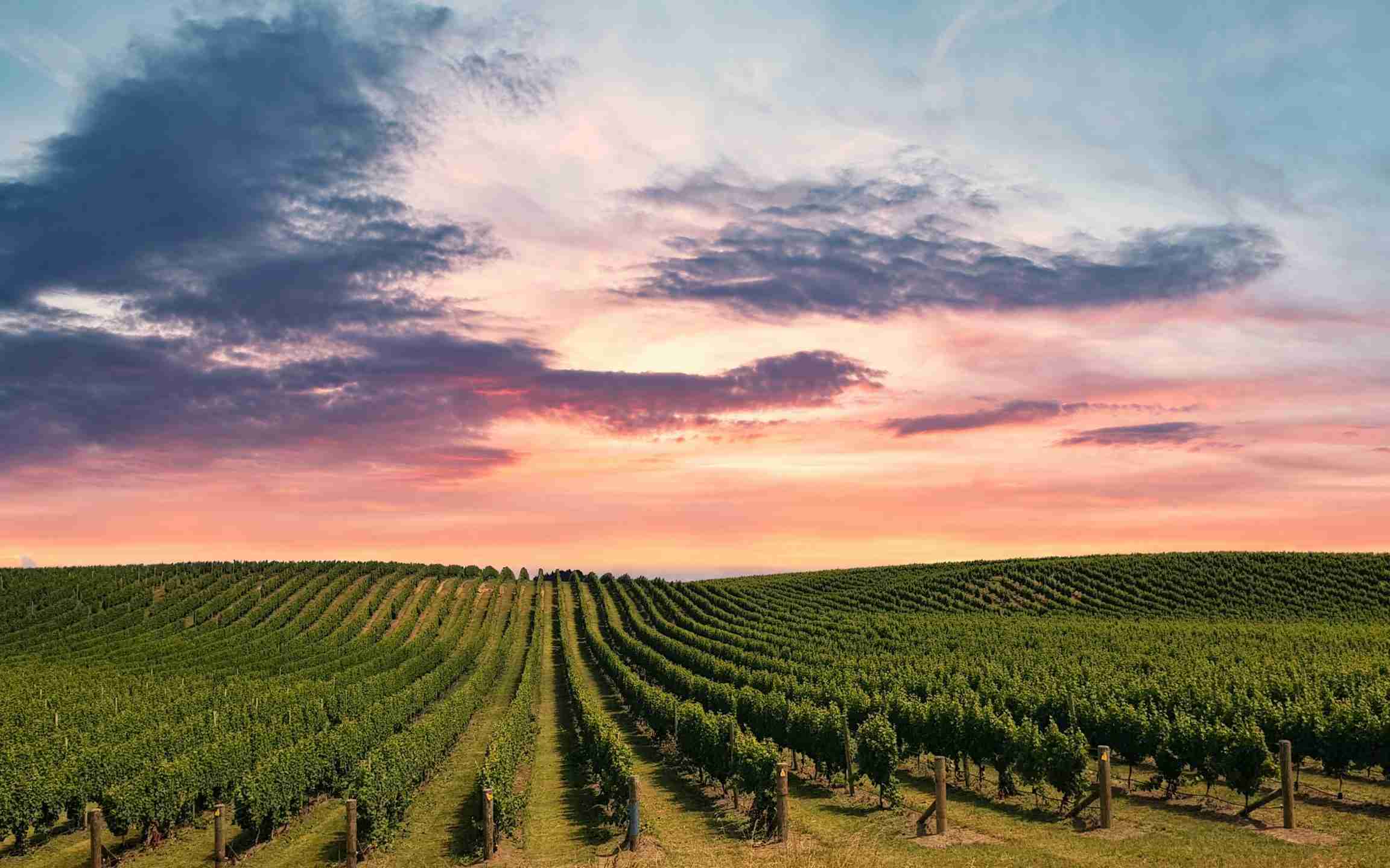 green-grape-field-under-cloudy-sky-