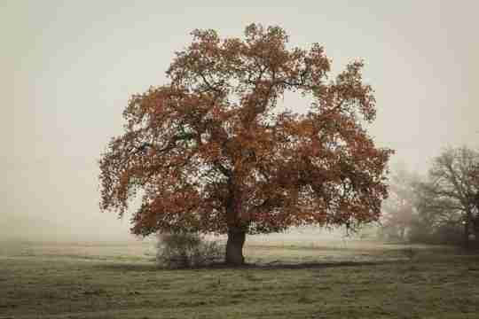tree-on-landscape-field