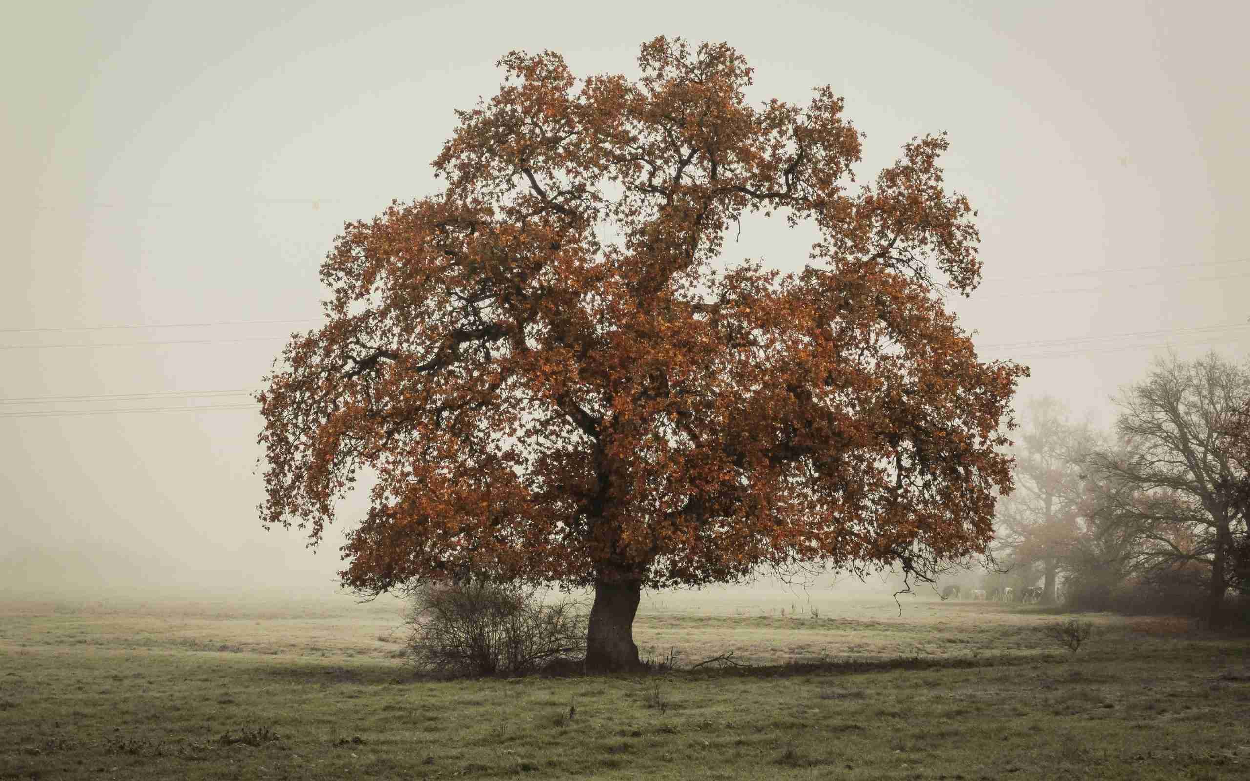 tree-on-landscape-field